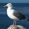 Gulls, Terns, and Skimmers